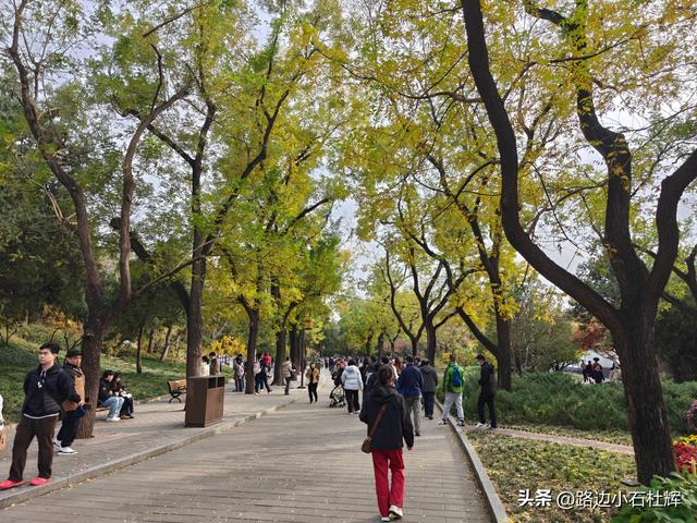 从童年嬉闹到诗意园林——一个北京土著的北海公园记忆