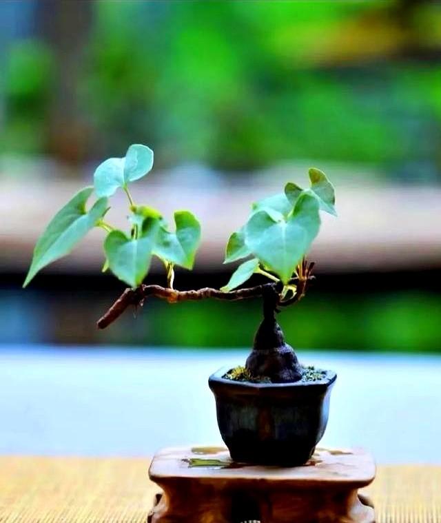 老中医都在养！好看又能入药的中药盆景，种几盆在家，养眼还实用