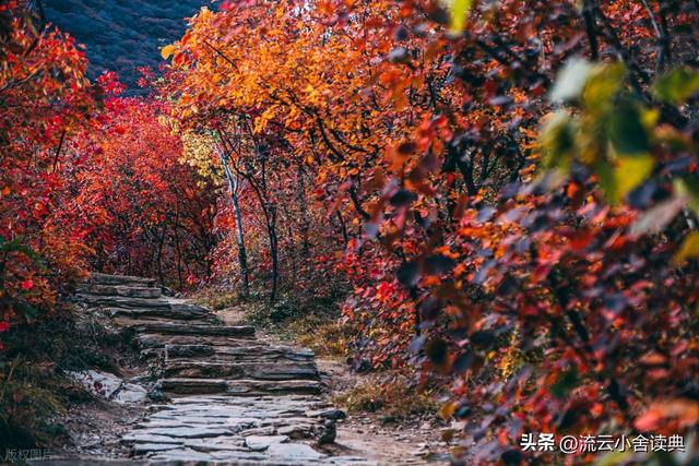 黄栌，被称为“皇帝树”，是它撑起香山红叶的美，秋天的颜值担当