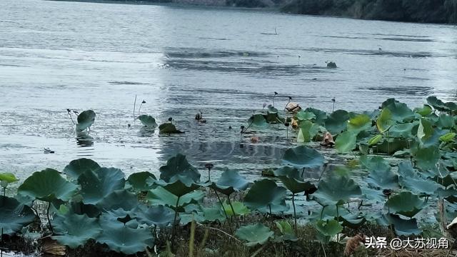 南京降温！卧龙湖、荷花与高楼，藏着秋日限定浪漫
