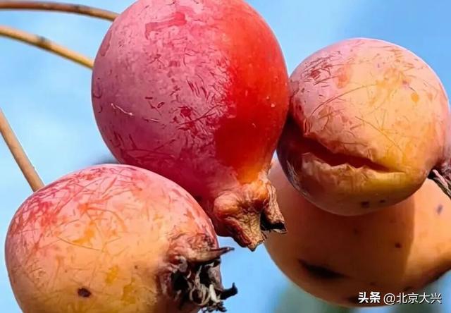 秋天来大兴！这波彩色 “多巴胺” 直接美到“心巴”上——
