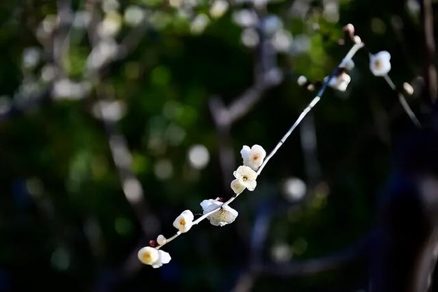 五龙潭公园梅花开了！快来打卡冬日限定美好