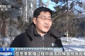圆明园小黑天鹅怎么度过极寒天？帮它们越冬可行吗？图片