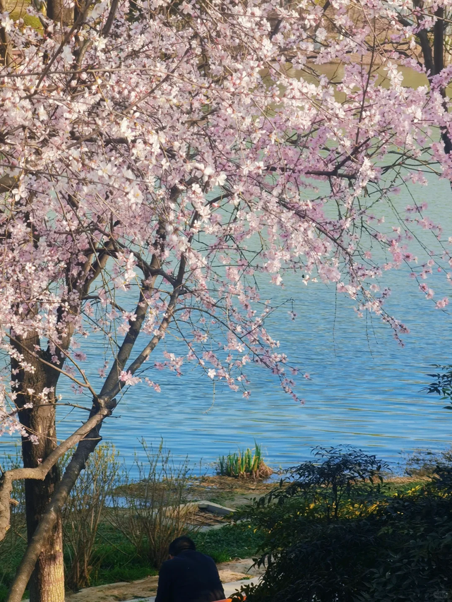 西安春讯｜玉兰、桃花、梅花｜6个早春赏花地 承包你的春季浪漫