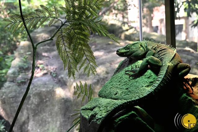 【相聚此周】拥抱自然生态——石排湾郊野公园新元素