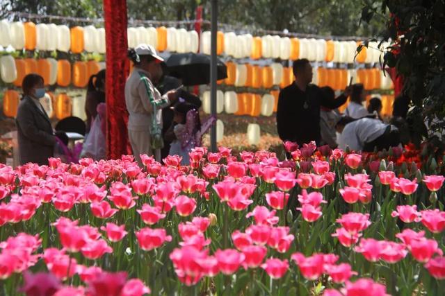 【春季赏花 畅游南阳】这个春天 “南阳花事”美出新境界