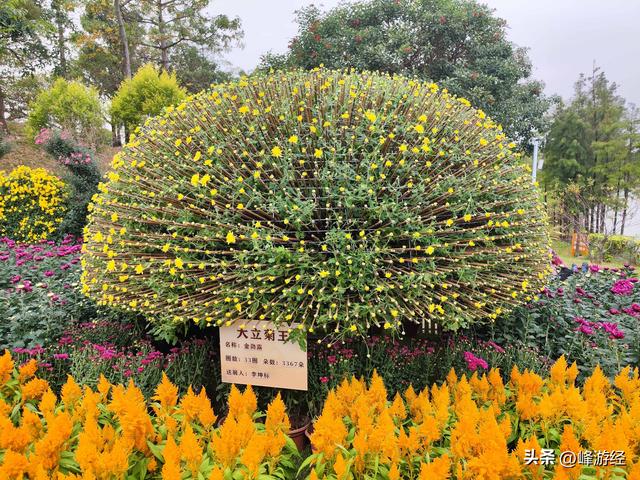 逛小榄菊花会，百年非遗绽新姿，寻味菊花特色美食