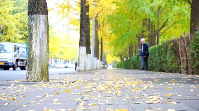 邂逅金色浪漫！银杏正当时，快来打卡！