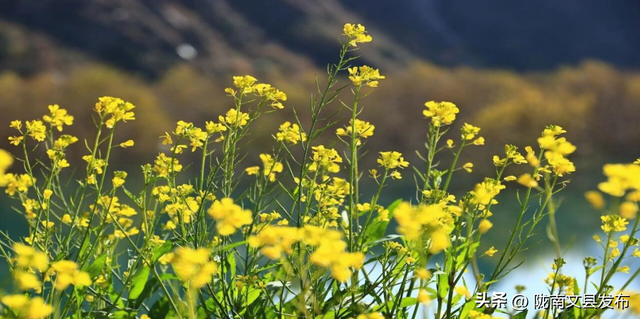 过年去哪儿？陇南！邂逅甘肃最早的金色春天