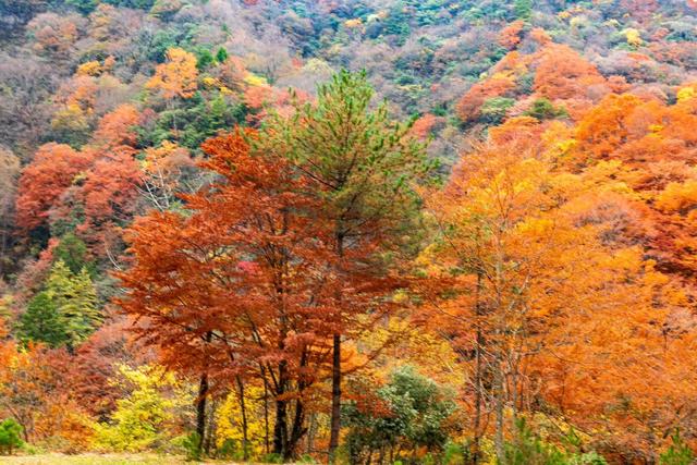 初冬梨平，是秋意没藏好的温柔