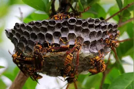在几千只杀人蜂面前撕碎蜂巢！能蜇死人的马蜂，天敌竟是一只鸟？图片