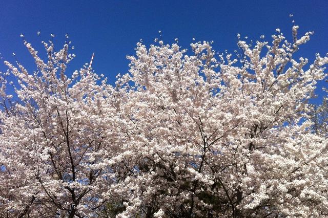 北京玉渊潭公园 樱花漫舞的诗意秘境