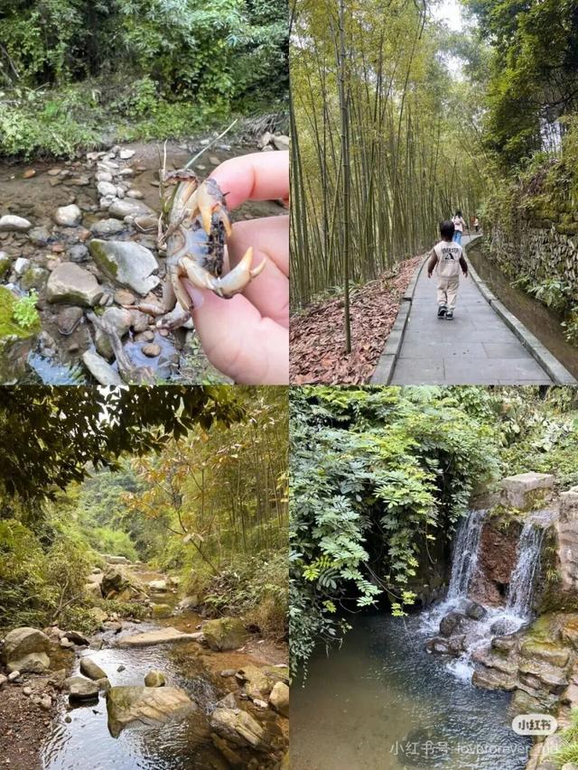 黄了！彩了！1h刹拢成都最近赏秋地，徒步拿奖牌、邂逅古寺银杏！老街美食好吃惨！