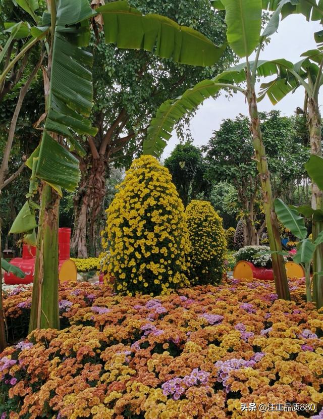 今年唐山南湖菊展从规模到品种在我印象中是多年来的第一次