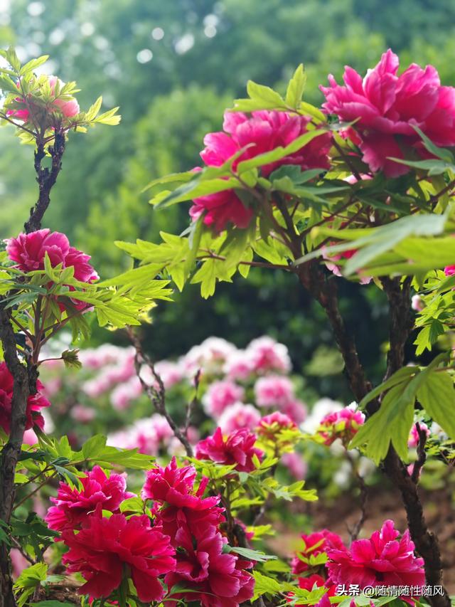 身为洛阳人，年年去牡丹园看花