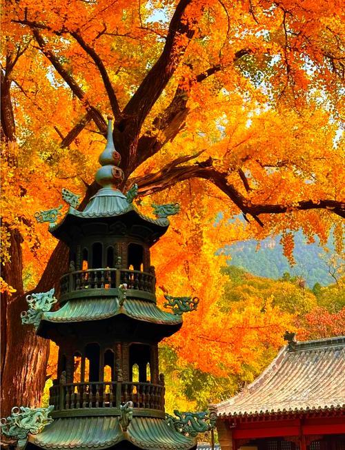 济南灵岩寺千年银杏黄了！这一抹金黄，令人陶醉