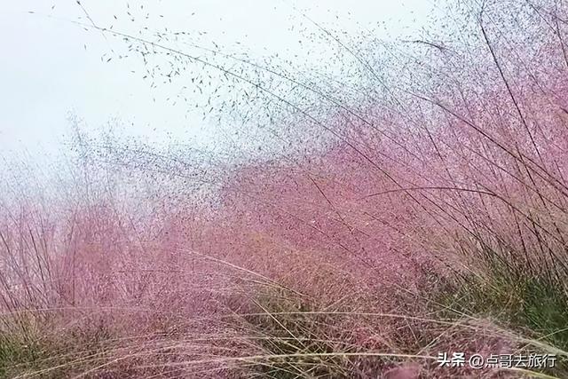 成都粉黛草花开了，景色壮观拍照惊艳，不要门票，地铁公交直达！