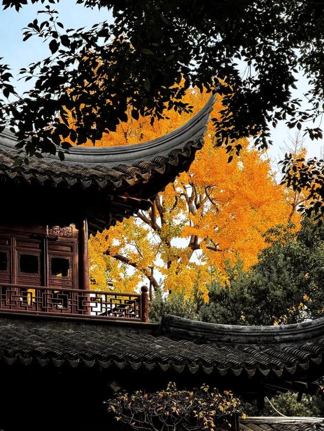 秋色限定!沪上园林已达颜值巅峰→