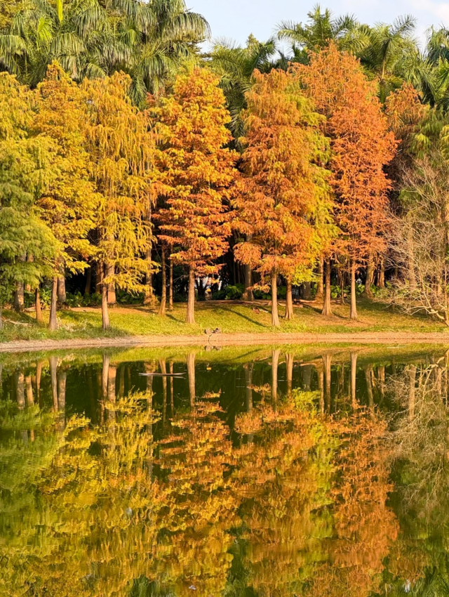 不想人挤人？番禺这些落羽杉小众观景点美成童话！