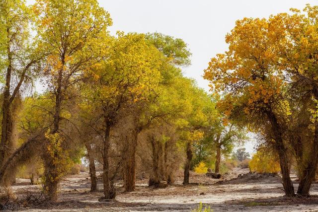 中国 0 差评的胡杨胜地，不输额济纳，胡杨林是内蒙古额济纳的 130 倍