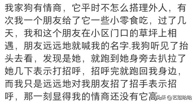 有没有被宠物智商震惊过？网友：那一刻显得我情商还没它高