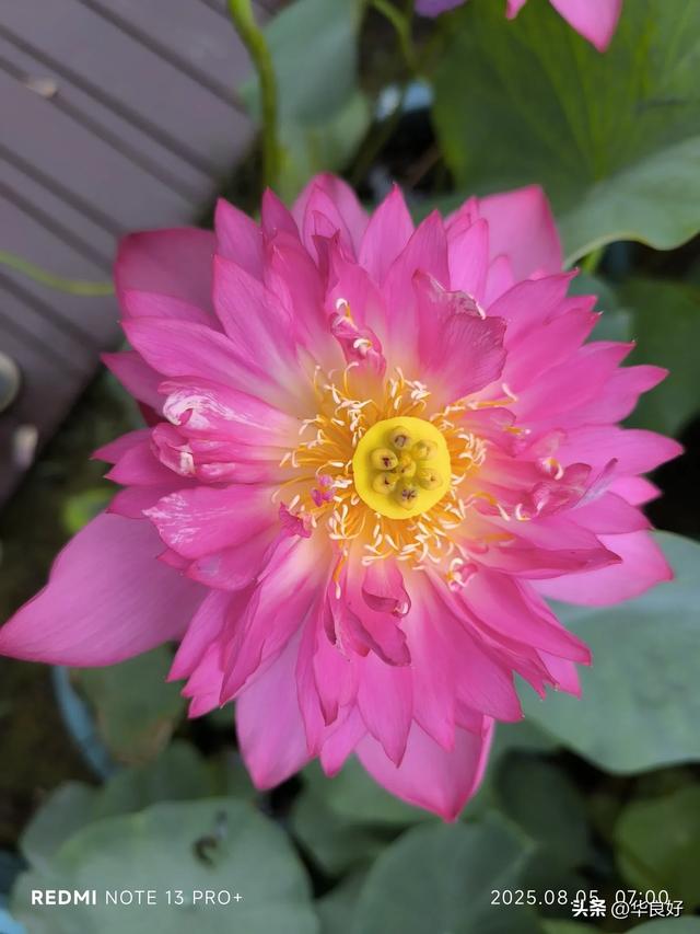花艳叶新 “荷”你相遇——古漪园观荷记