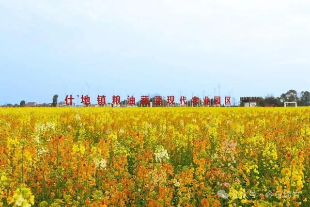 赶紧约！去绵竹这里拍五彩油菜花，还有长桌宴等你来......