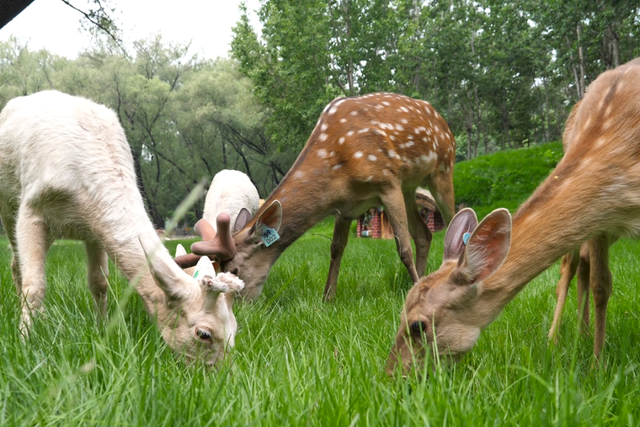 汉石桥湿地公园11月10日闭园，错过再等明年！