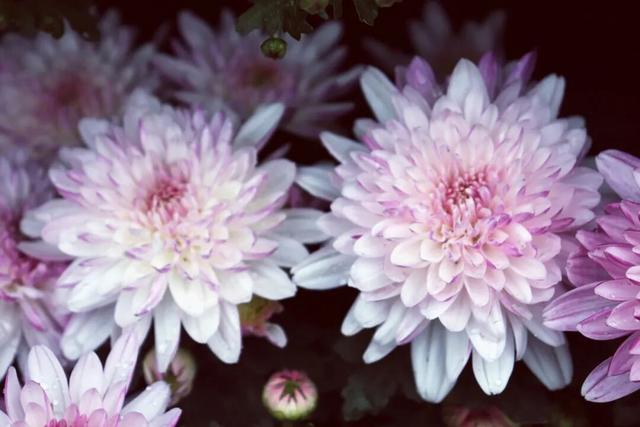 不愧是顶流！一大早就红了，人挤人持续好多天！萧山人家门口也有······