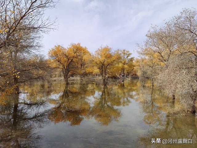 金塔胡杨林