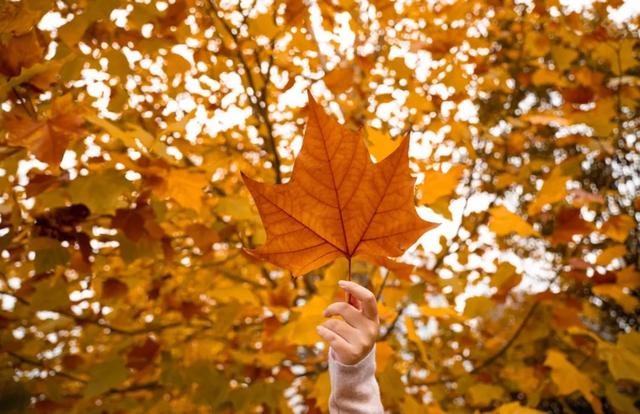 不用去南京,醴陵有属于自己的梧桐大道