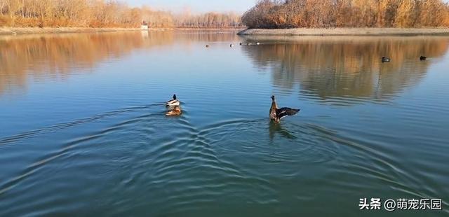 阿克苏惊现候鸟大军，浅滩窃窃私语如舞者，我被这天然舞台震撼了
