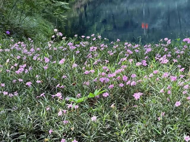 惠聚美好丨秋日的红花湖，被翠芦莉温柔环绕