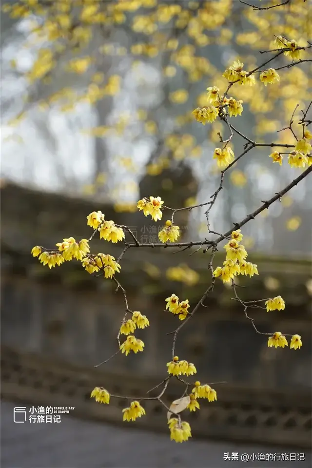 老西安都不知道的宝藏地：常年清静、游人不多，又到冬日最美时