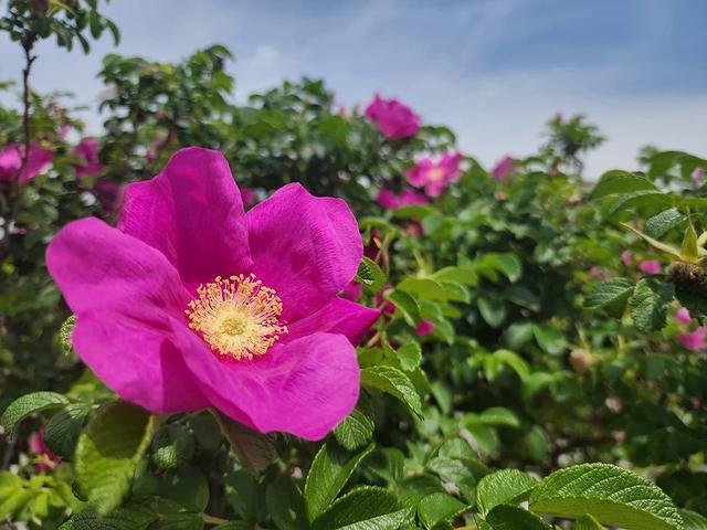 奈良县的代表动物不是鹿？日本47都道府县「县花・县动物」图鉴