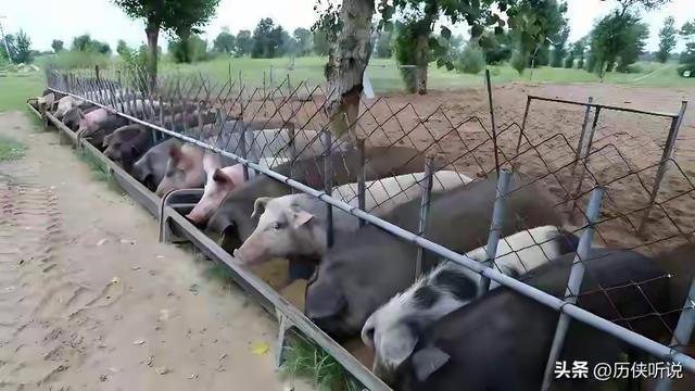 西方专家：中国往沙漠里放了10万头黑猪，竟把2万亩沙地变成绿洲