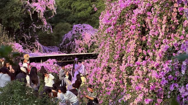 南宁花卉公园，错过这花期要再等一年！重点是不用门票！