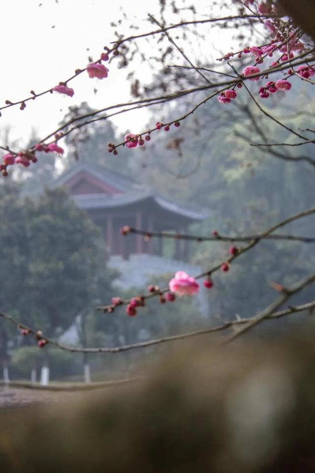 一年一度！重庆园博园红梅开啦→