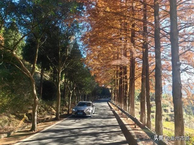 邂逅初冬醉美泽雅风情!藏于乡野的冬日艳遇,每个转角都有惊喜!