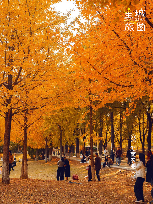 星城鎏金，银杏逐光