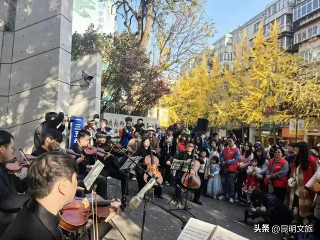 赏杏观鸥+听乐!昆明五华浪漫已就绪,音乐快闪点亮春城