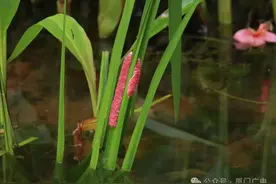 福建已出现，别误食！寄生虫多达6000条，严重可致死图片