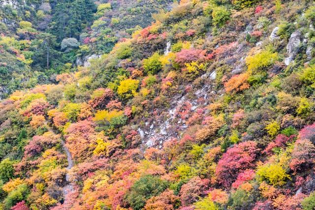 山西太原崛围红叶