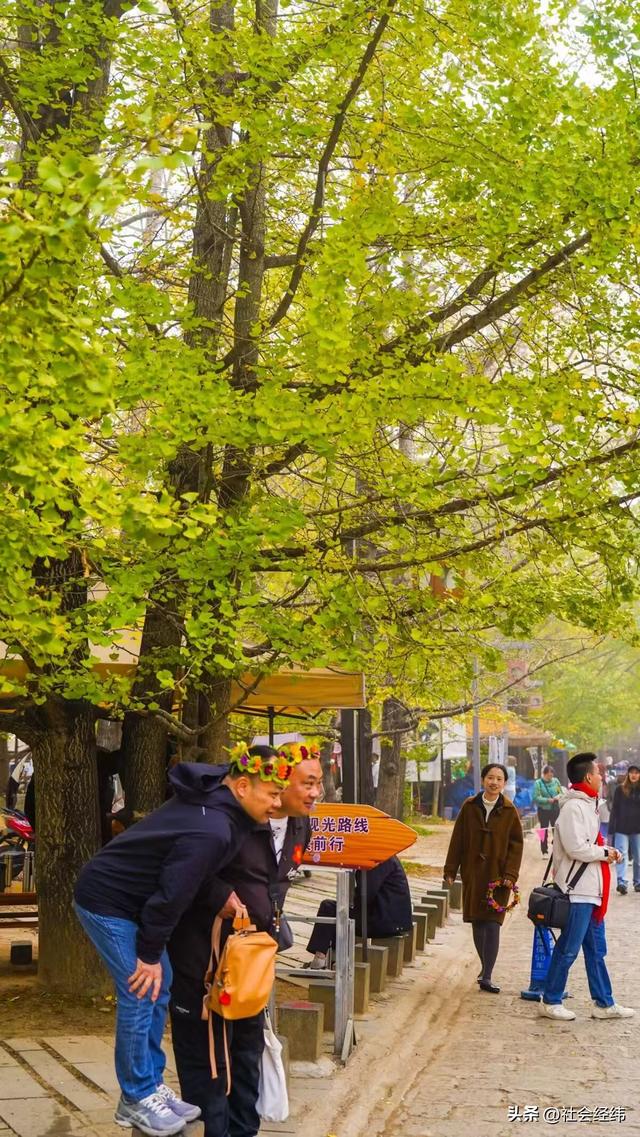 千年银杏染醉腾冲秋——走进“中国银杏第一村”