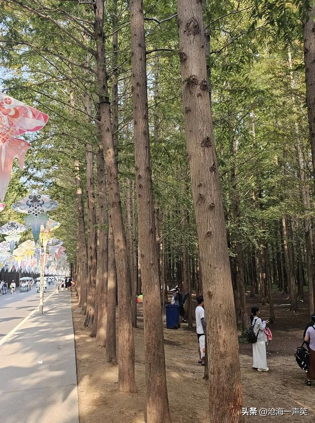 水杉的魅力，水杉大道水杉路，这是哪座城市?猜一猜吧