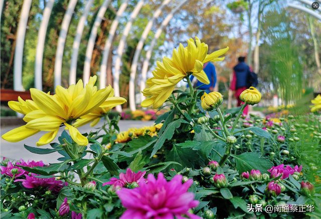 来了来了！南通秋天的仪式感