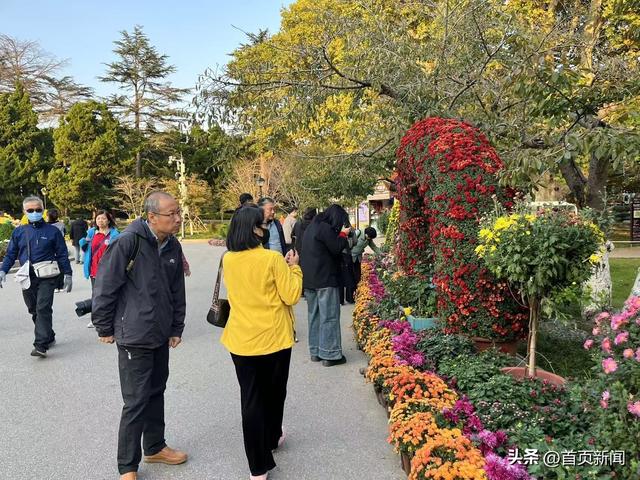 从菊展到农文旅，青岛“菊经济”生态正当时