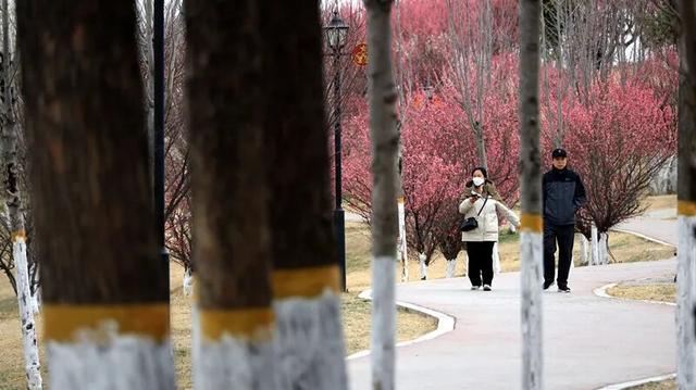 淮阳森林公园 · 梅园——花开正浓，香气四溢