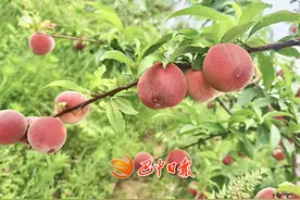 夏天，来巴中“趣”采摘！ 水果自由的快乐，谁懂啊图片