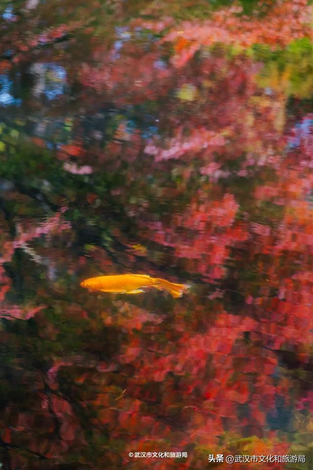 晴晴晴晴晴晴晴晴，东湖彩叶美出新高度！